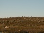 Nrmare taggarna
